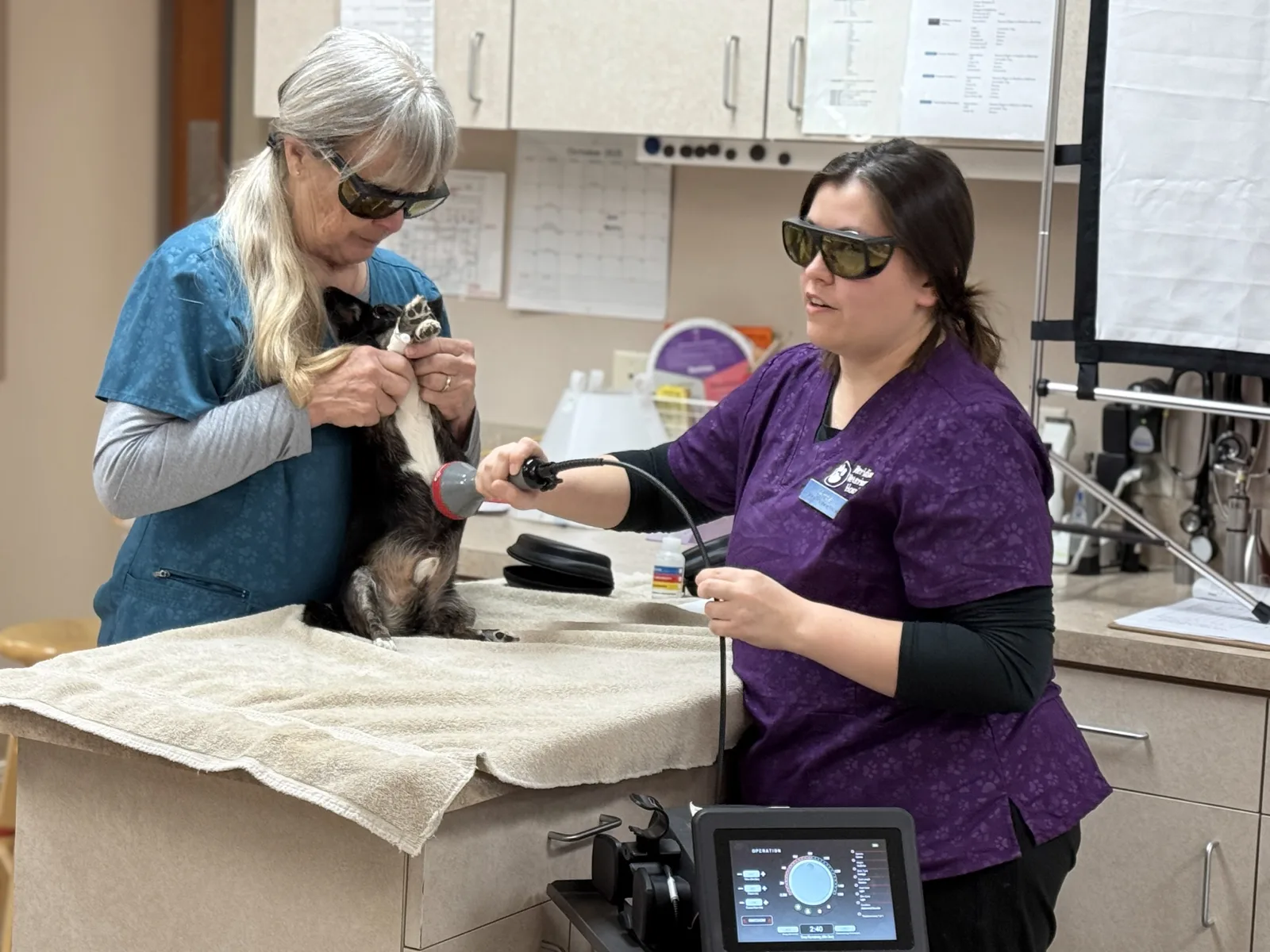Meridian Veterinary Hospital laser therapy treatment